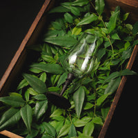 ZWIESEL x MOKU / ウイスキー ノージング グラス 218ml 縞黒檀 × 縞黒檀  / ハンドメイド